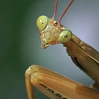 Необычные борские "зверюшки" 3