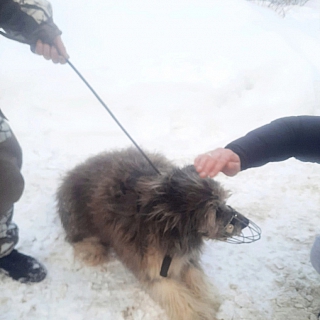 Собаке, покусавшей жителей Октябрьского, ищут хозяина 1