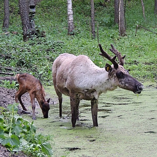 Пять лесных северных оленят родились в Керженском заповеднике 2