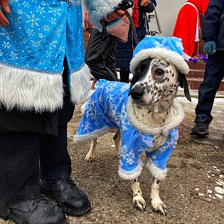 Фестиваль Дедов Морозов прошел 3 января на Бору 6