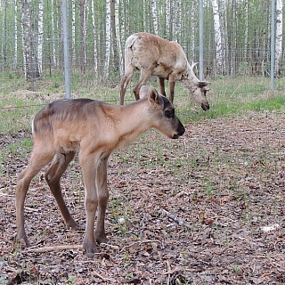 Северный олененок родился в Керженском заповеднике 1