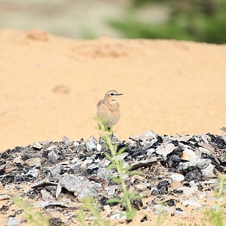 Подходит к концу очередной сезон учетов птиц в Керженском заповеднике 6