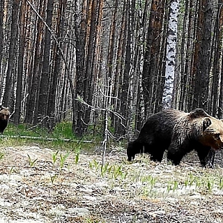 «Свадебное путешествие» медведей запечатлели в Керженском заповеднике 2