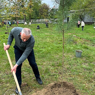 Новая Аллея появилась на Бору 3