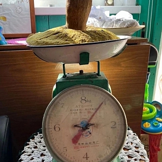 Борские грибные гиганты 1