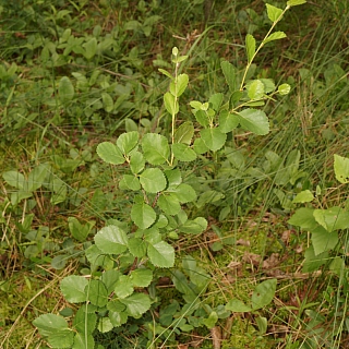 Ботанические новости Керженского заповедника 3