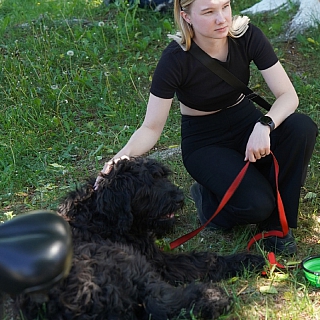 На Бору состоялся II областной фестиваль «Фронтовая собака» 3