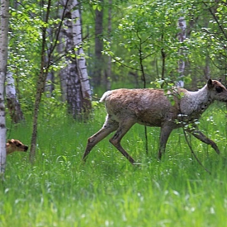 Пять лесных северных оленят родились в Керженском заповеднике 5