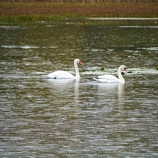 Лебединое озеро 4