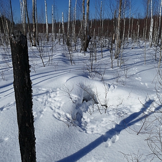 В Керженском заповеднике подведены итоги зимнего маршрутного учета зверей 1