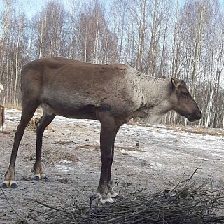 Сезон «отпадных» рогов начался у северных оленей в Керженском заповеднике 2