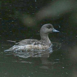 Подходит к концу очередной сезон учетов птиц в Керженском заповеднике 7