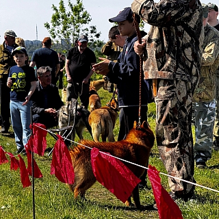 Сегодня на Бору прошла выставка охотничьих собак 4