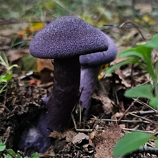 Диковинка из борского леса 3