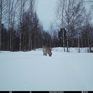 Фотоловушка, установленная в Керженском заповеднике, зарегистрировала рысь с двумя котятами-сеголетками 1