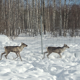 Две оленухи привезены в Керженский заповедник из зоопитомника Московского зоопарка 2