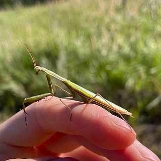 На территории Борского округа обнаружены нетипичные создания 2