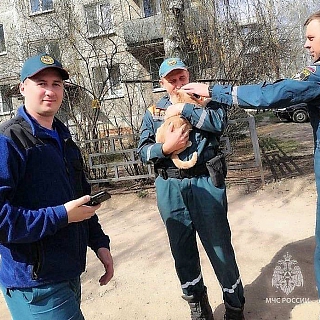 Пушистого бандита спасли сотрудники МЧС на Бору 3
