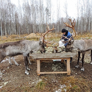 Се­вер­ных оле­ней в Кер­жен­ском за­по­вед­ни­ке пе­ре­ве­ли на зим­ний ра­ци­он 1