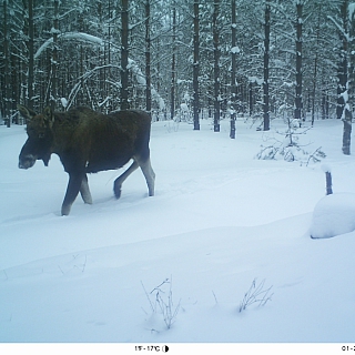 В Керженском заповеднике подведены итоги зимнего маршрутного учета зверей 2