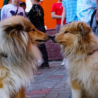 Хвостатый праздник: фестиваль «Мир собак» на площади ЦВР «Алиса» 1