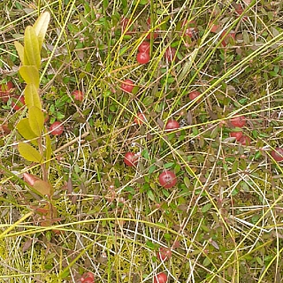 В Борском районе начинается сезон клюквы 2