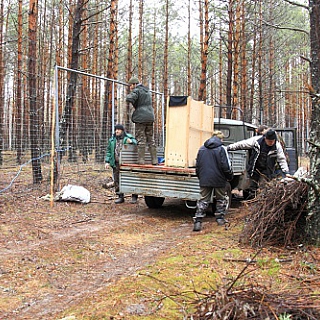 Еще один молодой олень готовится к выпуску в природу в Керженском заповеднике 2