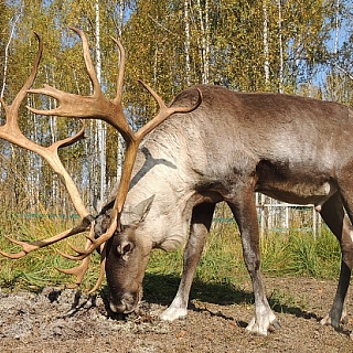 У оленей, проживающих в вольерных комплексах Керженского заповедника, начался гон – период свадеб 8