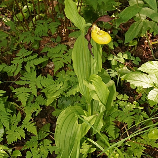 В Керженском заповеднике произошло значимое событие в мире ботаники 1