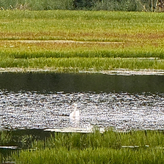 А в Октябрьском на озере – лебеди 1
