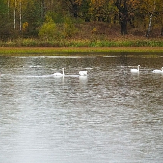 Лебединое озеро 2