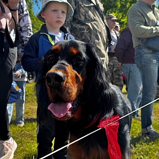 Сегодня на Бору прошла выставка охотничьих собак 2