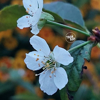 Аномалии на Бору 2