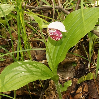 В Керженском заповеднике произошло значимое событие в мире ботаники 2