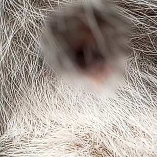 "Люди", у вас есть хоть капля сострадания и любви к животным?! 1