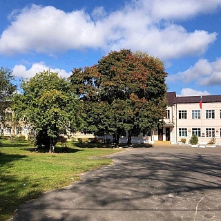 История главного борского клёна осенью 2023 года 2