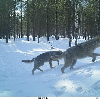 Дикие символы года обитают в Керженском заповеднике 3