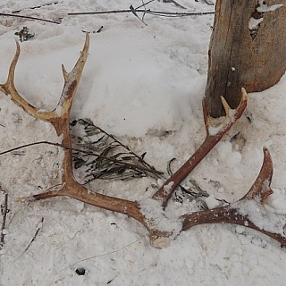 Февральские зарисовки из жизни северных оленей в Керженском заповеднике 6