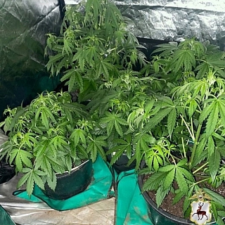 На Бору задержали мужчину с мешочками наркотиков 2