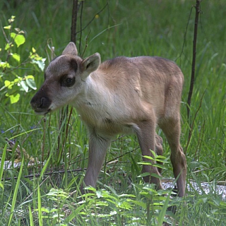 Красавцы в борском заповеднике 2