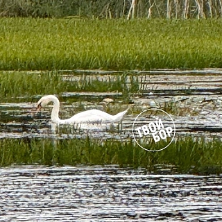 А в Октябрьском на озере – лебеди 3