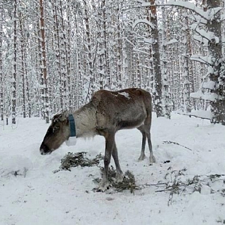 Новогодний подарок получил северный олень Захар из Керженского заповедника 2