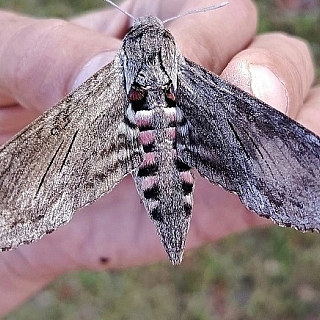 На территории Борского округа обнаружены нетипичные создания 3