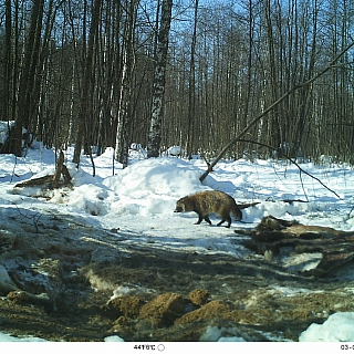 Дикие символы года обитают в Керженском заповеднике 7