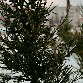 Открылся ёлочный базар рядом с рынком 1