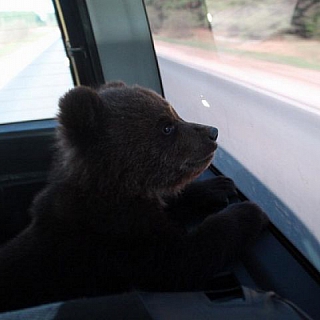 Судьба медведя: спасенный из борского леса Мишутка встретил первый день рождения 3