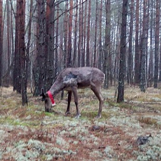 Северные олени знакомятся с территорией Керженского заповедника 2