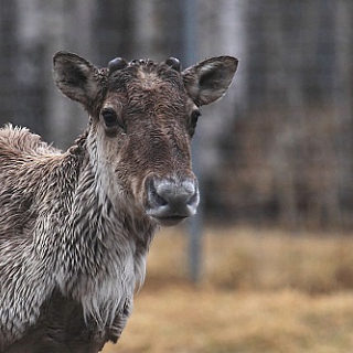 Еще один молодой олень готовится к выпуску в природу в Керженском заповеднике 1