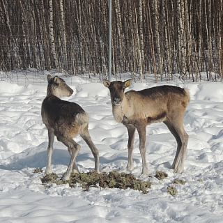 Две оленухи привезены в Керженский заповедник из зоопитомника Московского зоопарка 3