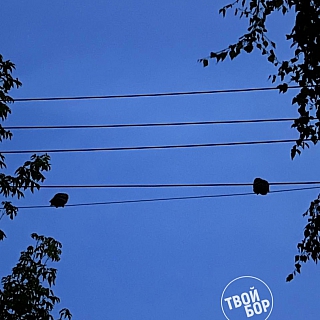 Частые гости на Бору 1